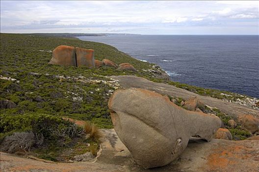 石头,袋鼠,岛屿,南澳大利亚,澳大利亚