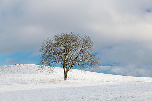 孤树,雪中,风景,巴登符腾堡,德国,欧洲