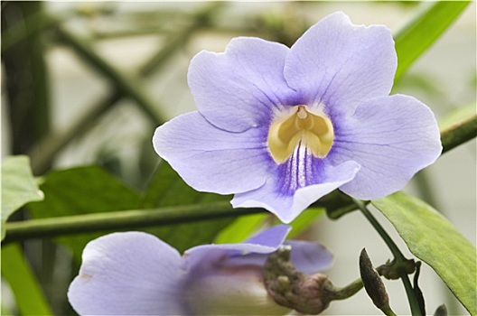 蘭花