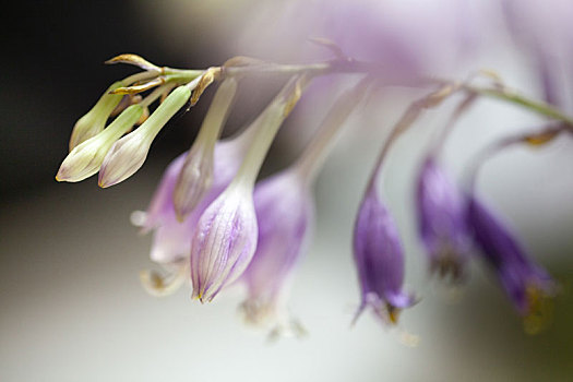 美丽的花卉紫玉簪特写