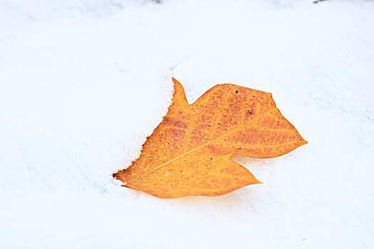 积雪,马褂树叶