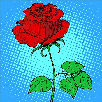 玫瑰,红花