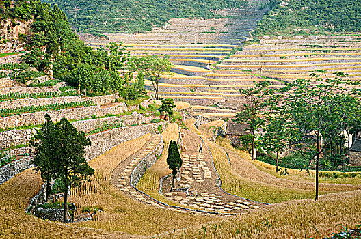 太行山山村麦田