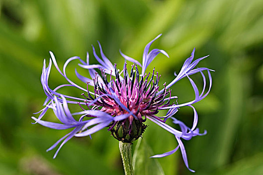 矢车菊,花