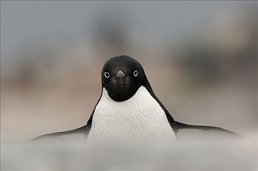 阿德利企鹅,展翅,岛屿,南极