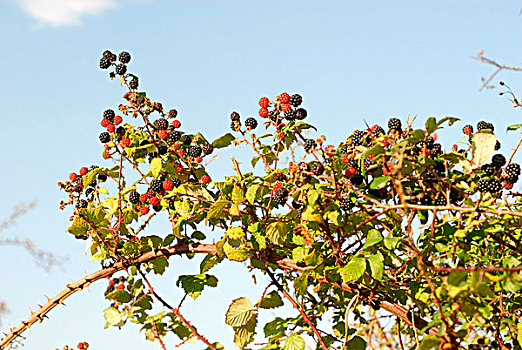 荆棘,成熟,不熟,黑莓,白垩质,砂质,山,靠近,爱营号,白金汉郡,英格兰,英国,欧洲