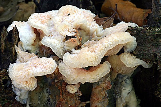 蘑菇,上艾瑟尔省,荷兰