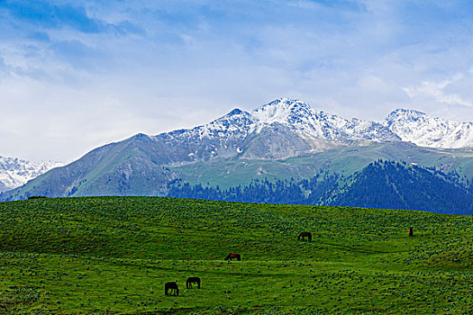 新疆天山伊犁草原牧场