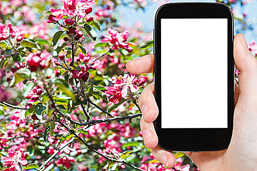 智能手机,红色,花,树上,春天