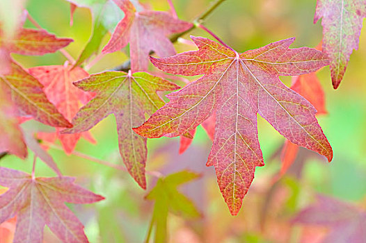 秋天,可爱,橡胶树,叶子