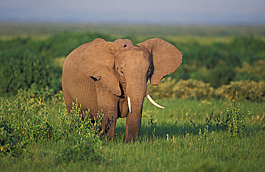 非洲象,成年,大草原,肯尼亚