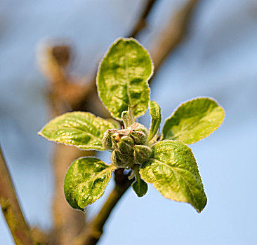 苹果花,芽