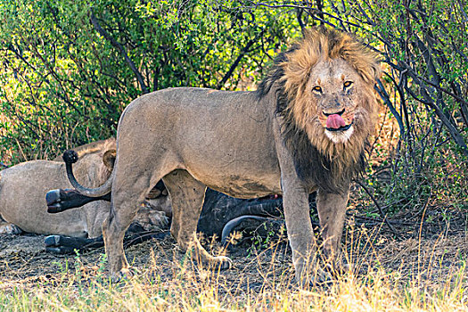 博茨瓦纳,乔贝国家公园,萨维提,雄性,狮子
