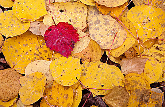 特写,湿,黄色,桦树,叶子,楚加奇州立公园,阿拉斯加,秋天