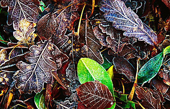 冰冻,橡树叶,多纳格,爱尔兰