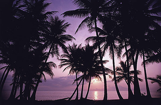 剪影,棕榈树,海滩,日落