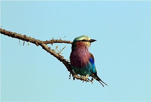 紫胸佛法僧鸟
