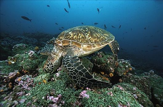 绿海龟,龟类,珊瑚,加拉帕戈斯群岛,厄瓜多尔