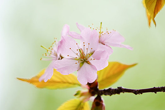 樱花