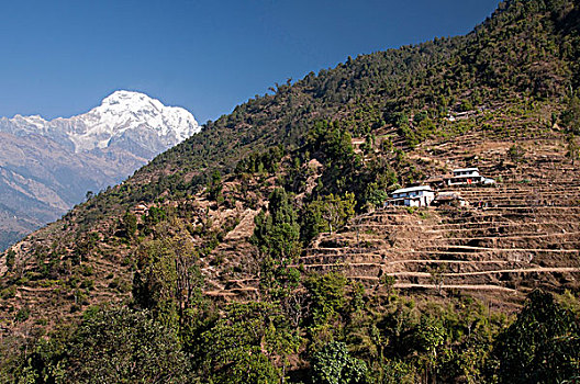 尼泊尔,安纳普尔纳峰,房子,山,乡村,南,背景