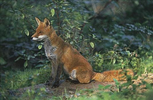 红狐,哺乳动物,树林,动物