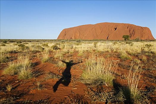 澳大利亚,北领地州,乌卢鲁卡塔曲塔国家公园,影子,雀跃,乌卢鲁巨石,艾尔斯巨石,日落