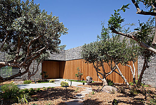橄榄树,木质,户外,房子,以色列,中东