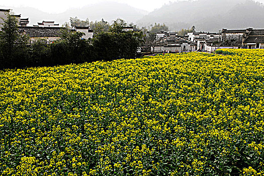 油菜花与徽派民居