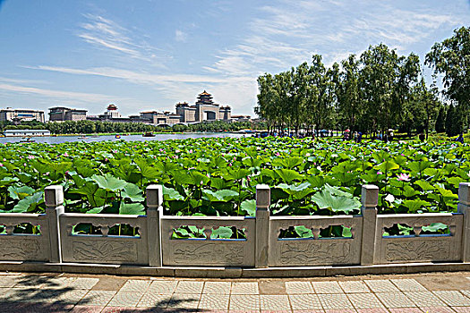北京莲花池公园风光