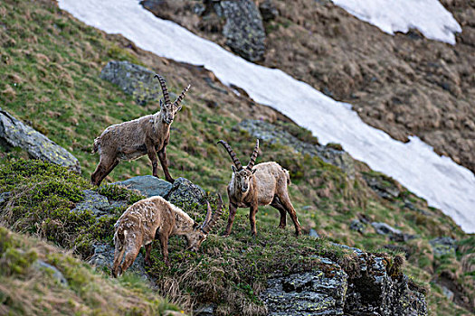 三个,阿尔卑斯野山羊,羱羊,北山羊,高,陶安,国家公园,卡林西亚,奥地利,欧洲