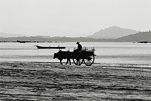 缅甸,那布利海滩,牛,手推车