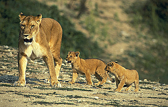 非洲狮,狮子,女性,幼兽