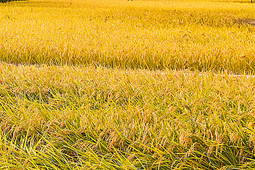 北京北坞公园里秋景的稻田