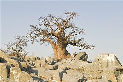猴面包树,西南,马卡迪卡迪盐沼,博茨瓦纳,非洲