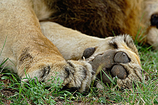 狮子,爪子,塞伦盖蒂国家公园,坦桑尼亚