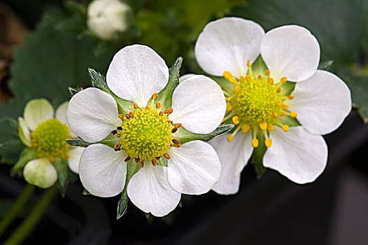 草莓植物,花