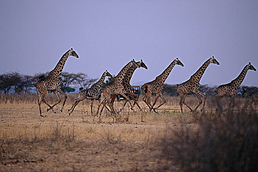 牧群,长颈鹿,跑,地点,塞伦盖蒂,坦桑尼亚,非洲