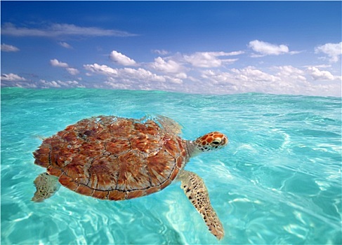绿海龟,龟类,加勒比