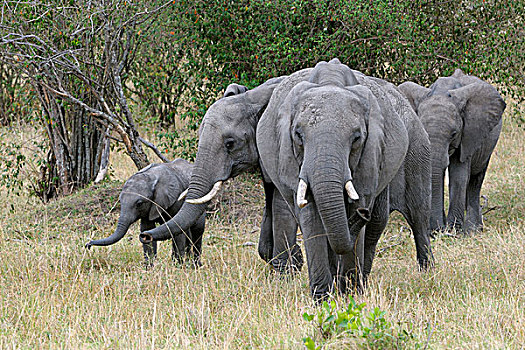非洲,大象,象群,马赛马拉国家保护区,肯尼亚,东非