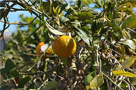 橙子,树,西班牙