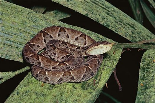 蛇,有毒,盘绕,棕榈叶,哥斯达黎加