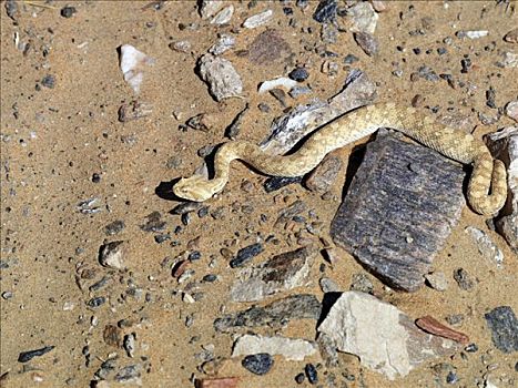 响尾蛇,蛇,石头,靠近,沙丘,索苏维来地区,纳米比诺克陆夫国家公园,有毒