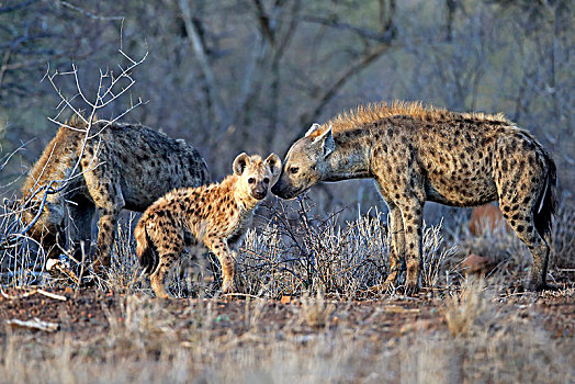 斑点土狼,斑鬣狗,老,动物,小动物,动物群,交际,行为,克鲁格国家公园,南非,非洲