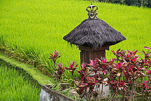 印度尼西亚,巴厘岛,阶梯状,灌溉,稻田,神祠,地点,祖先,礼拜