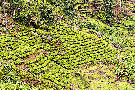 美景,茶,种植园,斯里兰卡