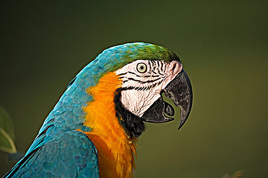 金刚鹦鹉,成年,枝条,潘塔纳尔,巴西,南美