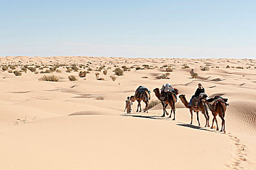 旅游,骆驼,跋涉,单峰骆驼,沙丘,撒哈拉沙漠,沙漠,杜兹,南方,突尼斯,北非,非洲