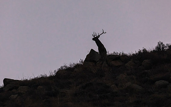 贺兰山马鹿,马鹿,赤鹿,贺兰山国家自然保护区