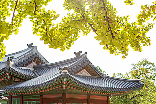 塔,屋顶,黄色,叶子,韩国,首尔
