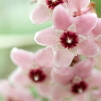 花朵局部特写